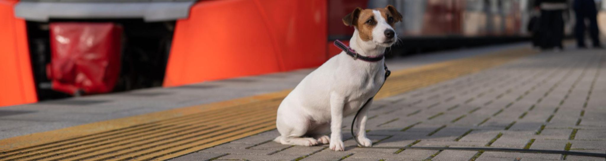 Dog on a train — how to transport a dog by train?