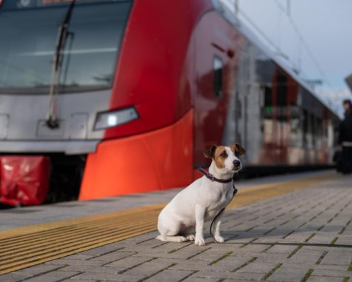 Dog on a train — how to transport a dog by train?
