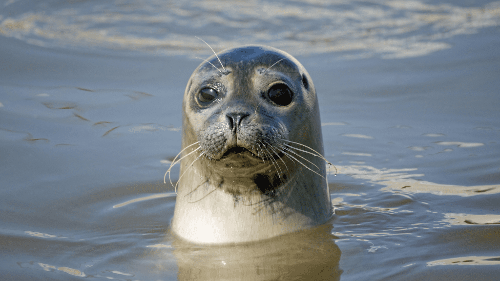 Fokarium - seal sanctuary