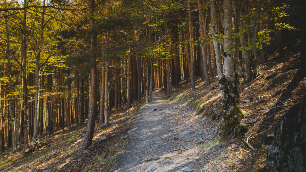 Footpaths in and around Krynica