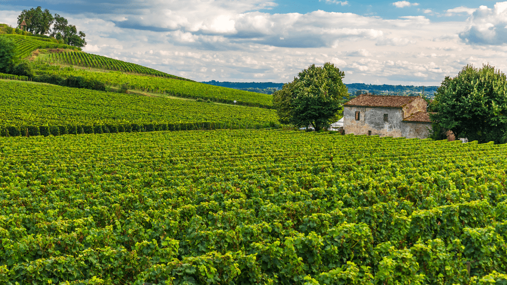 Medoc Saint Emilion Margot vineyards